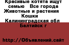Красивые котята ищут семью - Все города Животные и растения » Кошки   . Калининградская обл.,Балтийск г.